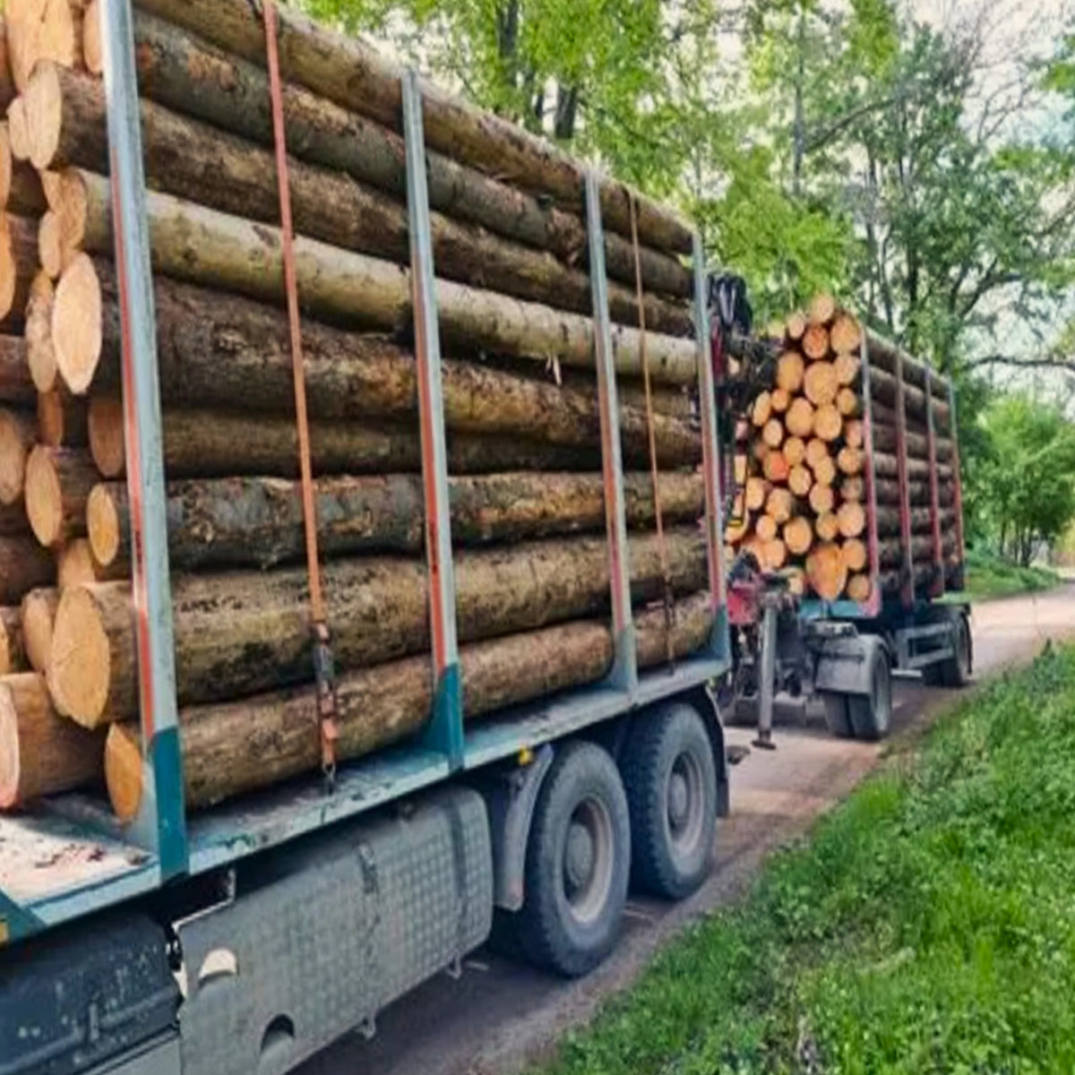 Kastanienstämme – 25 m³ LKW-Ladung | Hartholz für effiziente Wärme