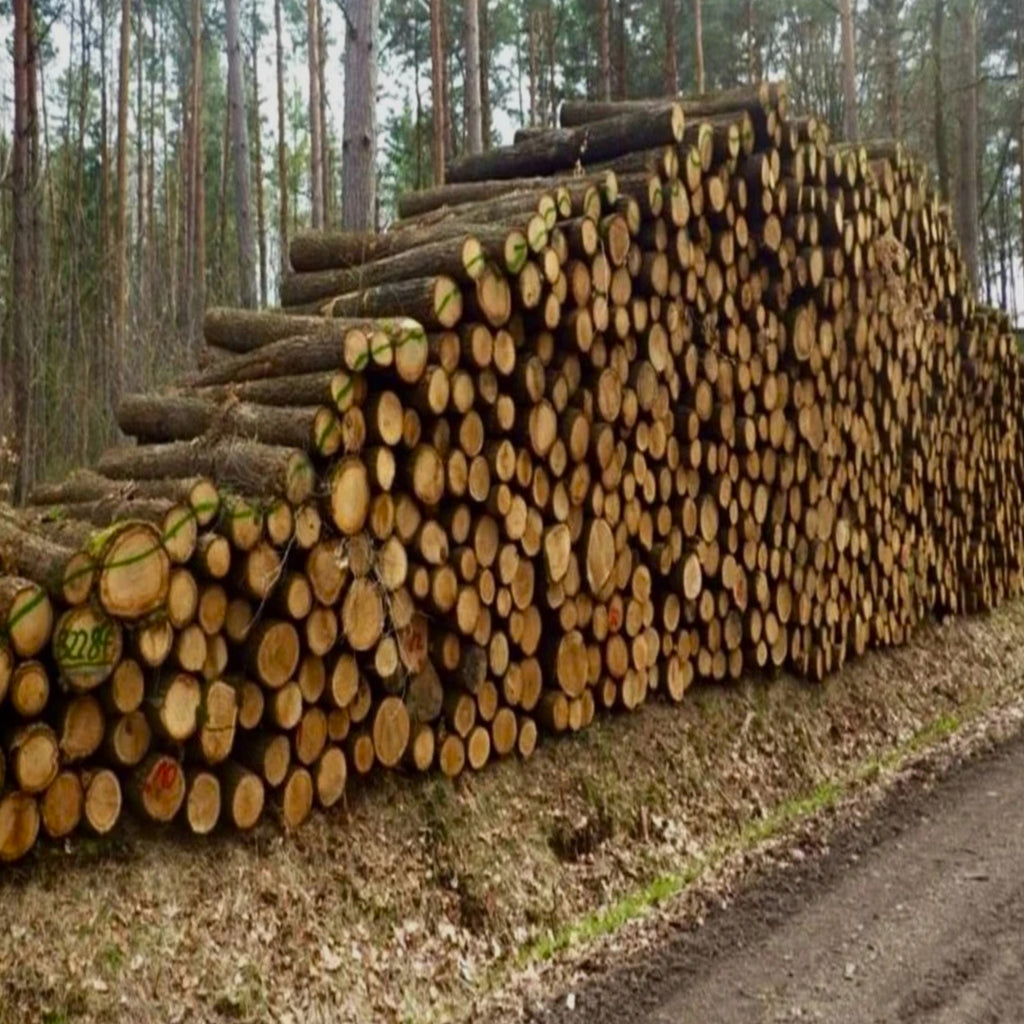 Eichenstämme – 60 m³ LKW-Ladung | 2–6 m Länge